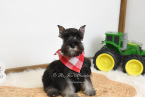 AKC Salt & Pepper Miniature Schnauzer