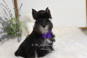 AKC Black & Silver Mini Schnauzer