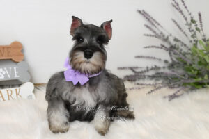 AKC Salt & Pepper Mini Schnauzer