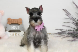 Salt & Pepper Mini Schnauzer